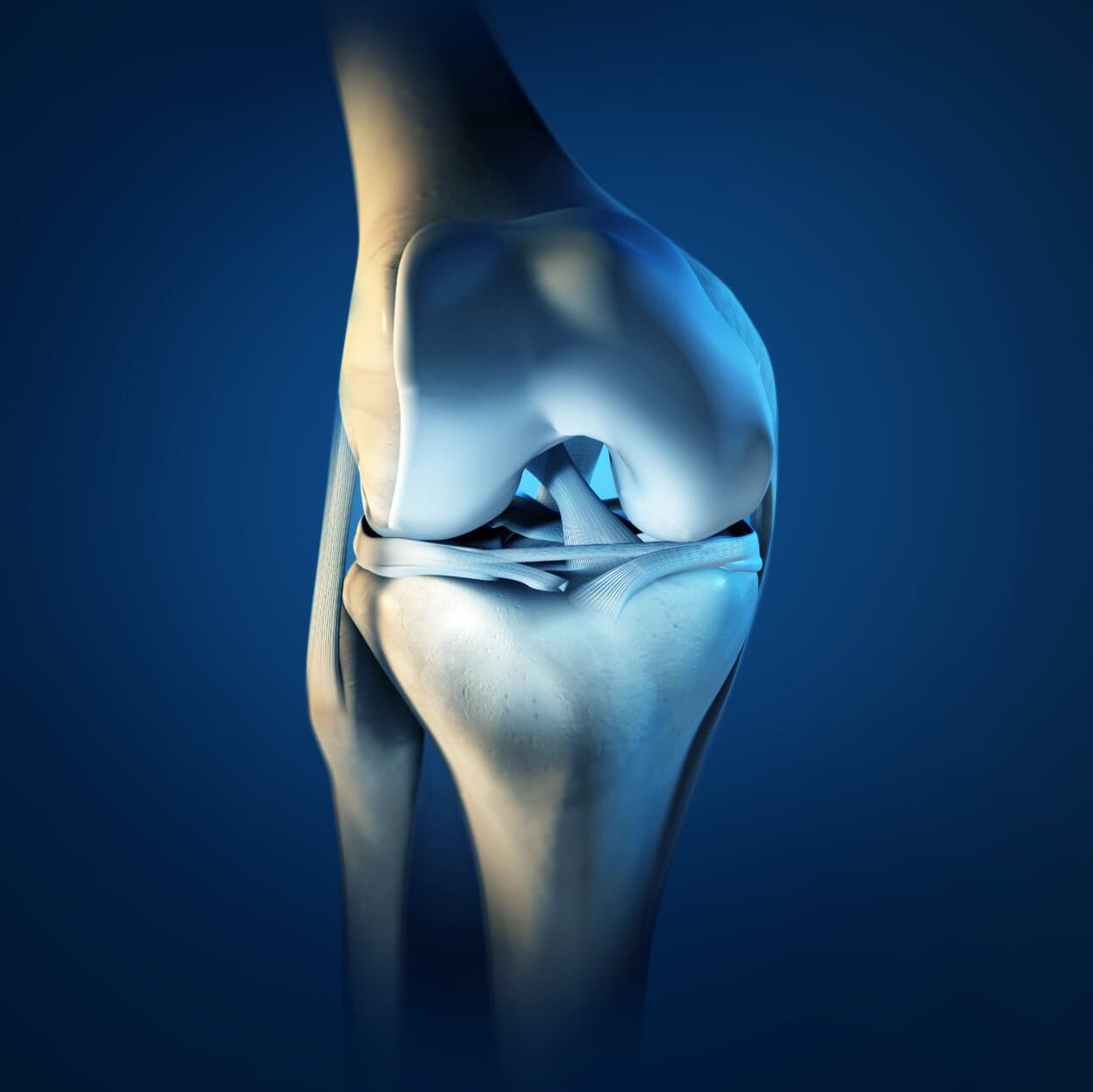 knee-anatomy copy